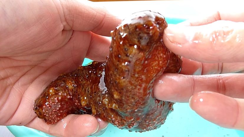 Sea Cucumber 