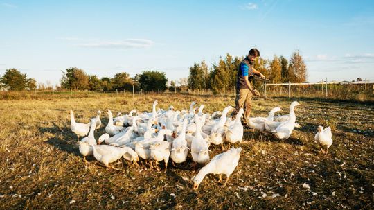 Do You Know These Farming Basics?