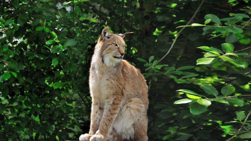 Iberian Lynx