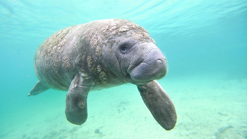 8 manatee