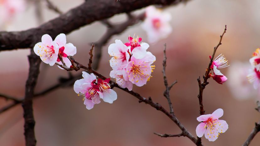 Cherry Blossoms