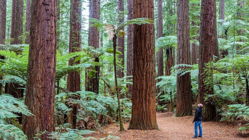 25 Redwood tree GettyImages-578363231