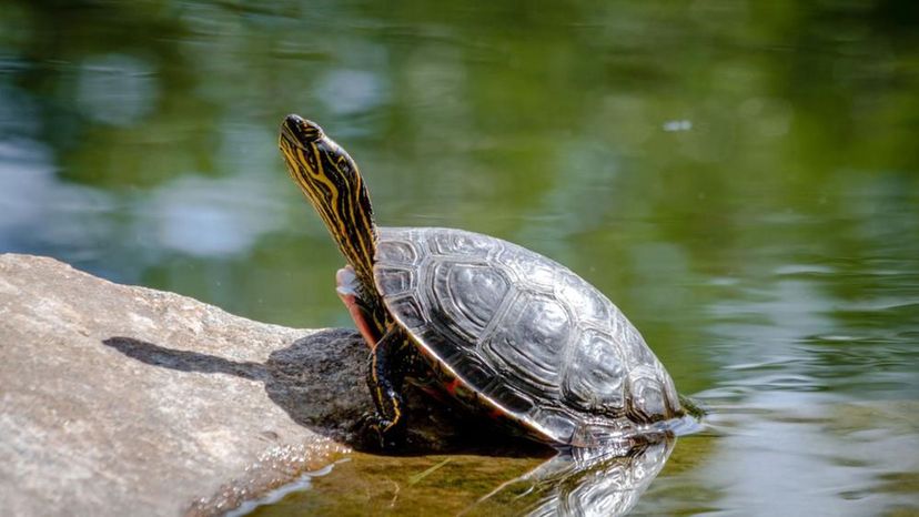 Western Painted Turtle