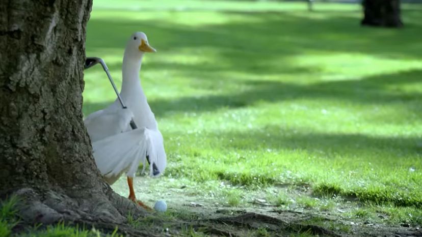 Aflac (Aflac Duck) 