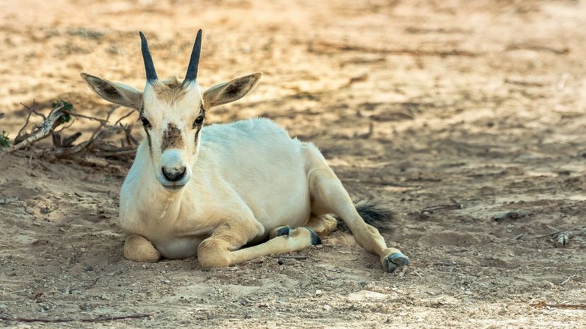 Baby Antelope