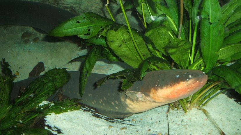 Electric Eel