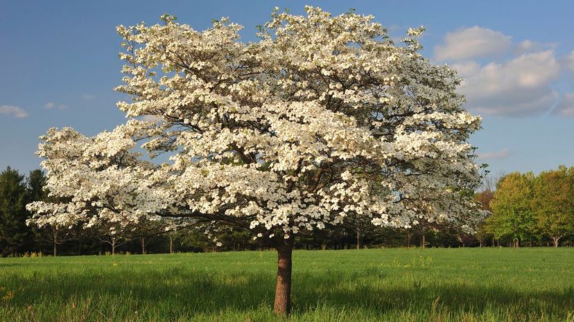 13 Dogwood tree GettyImages-172924938
