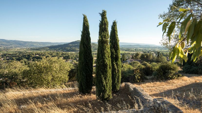 Mediterranean cypress