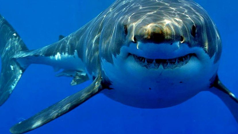 Great White Shark