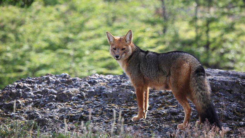 South American Gray Fox