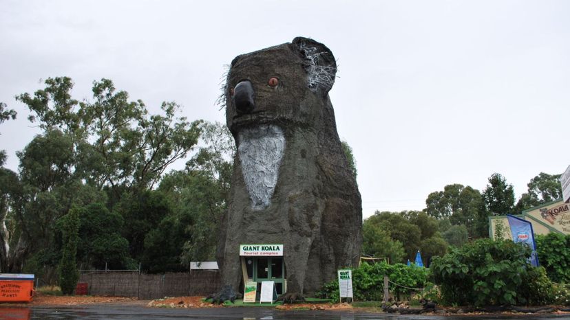 The Giant Koala