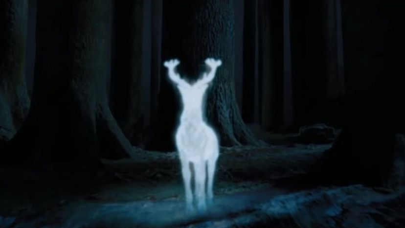 Which Rare Animal Is Your Patronus?