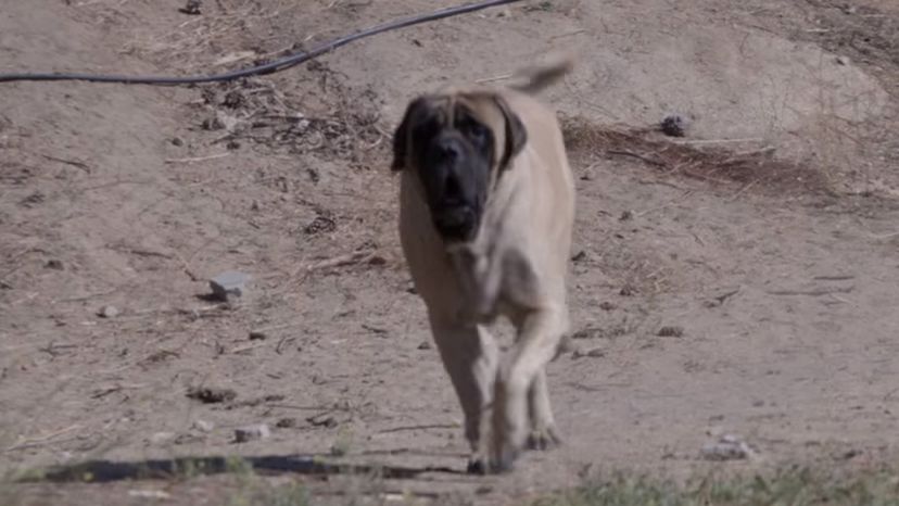 Mastiffs