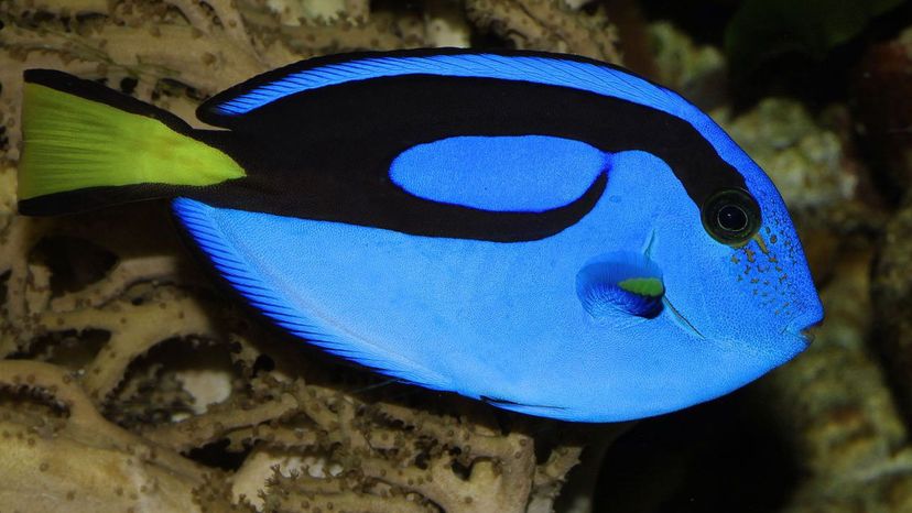 ROYAL BLUE TANG