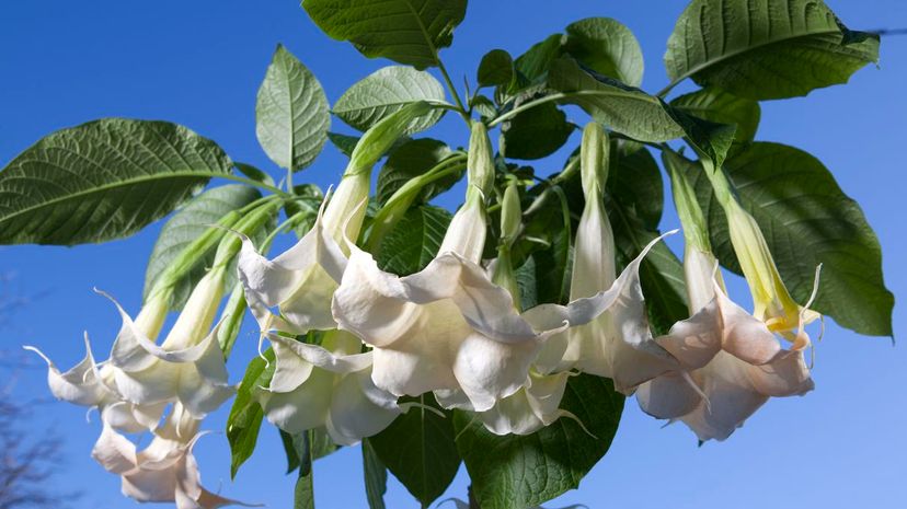 Brugmansia