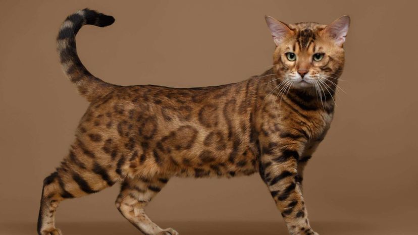 Bengal cat