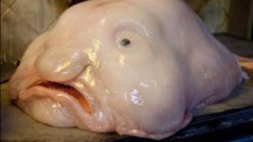 Blobfish