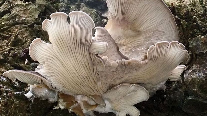 Oyster_Mushroom_(Pleurotus_ostreatus)