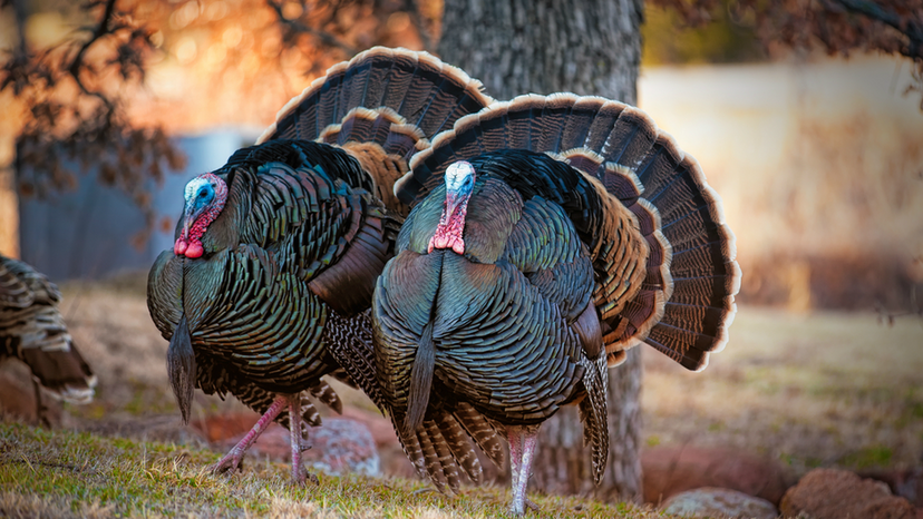 How Should You Prepare Your  Turkey This Year?