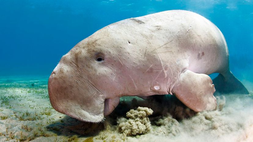 Dugong