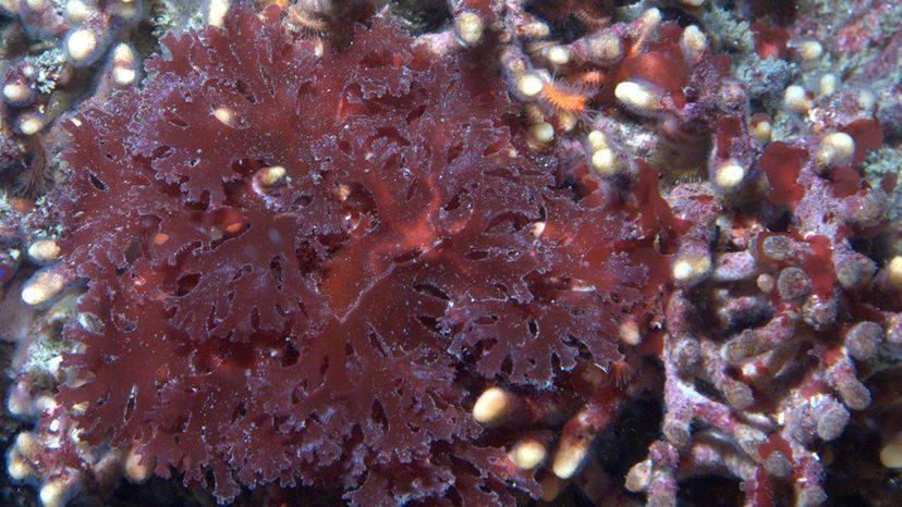 Red algae