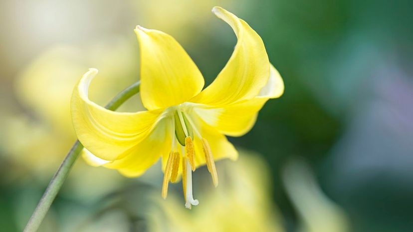 Pagoda trout lily