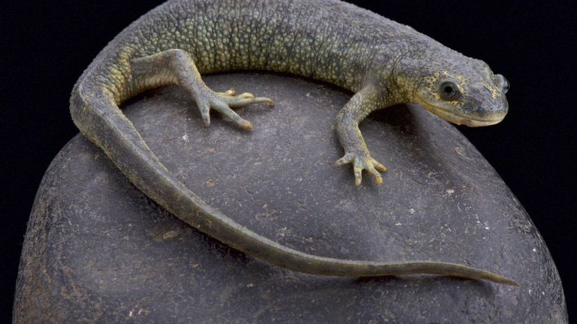 Algerian Ribbed Newt