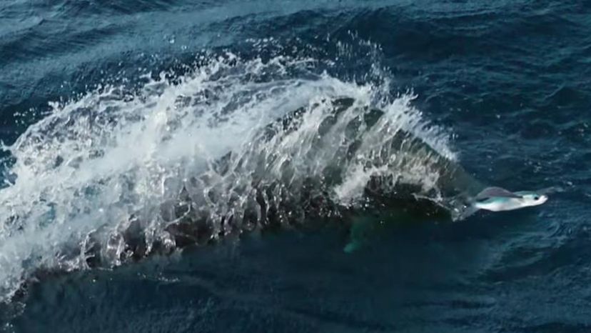 Flying FIsh
