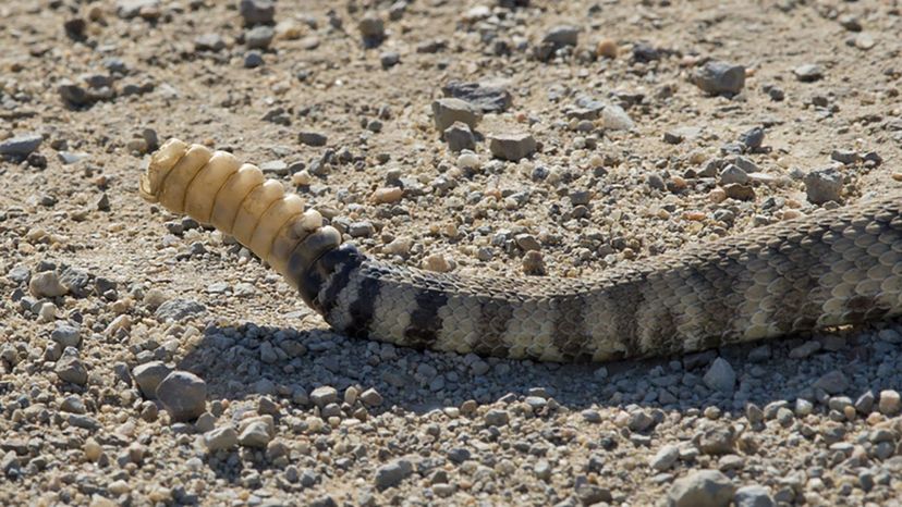 rattlesnake