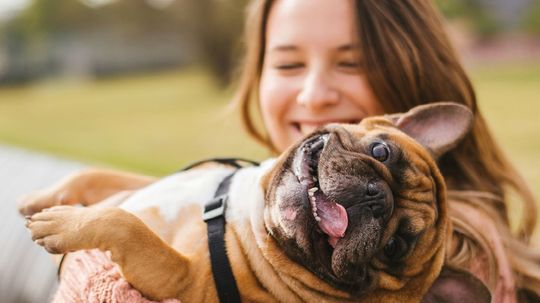 Which dog breed is the perfect pooch for you?