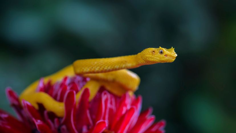 Eyelash Viper