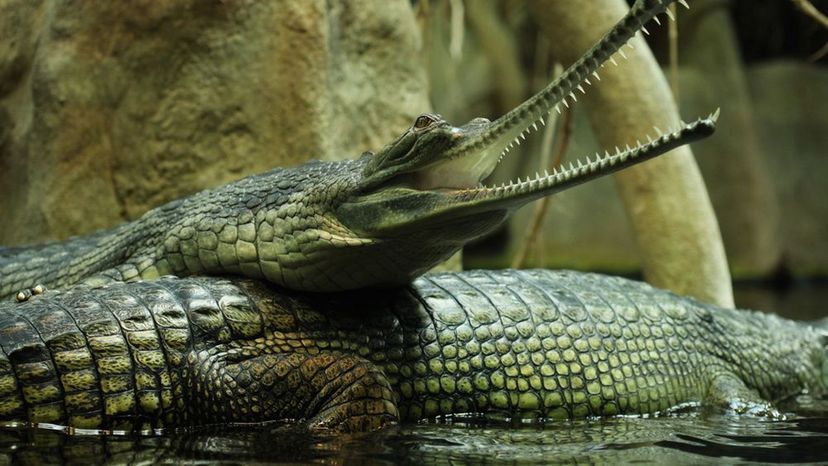 Gavial