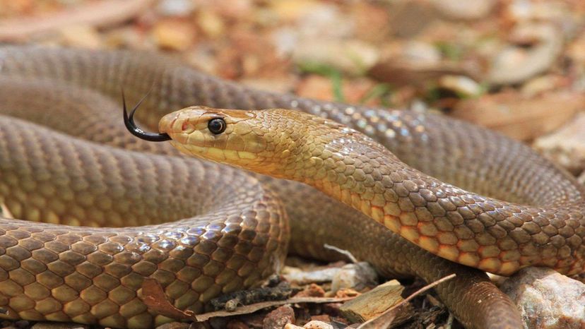 Este quiz de identificação de cobras venenosas é realmente difícil