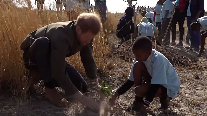 Harry plants trees in Botswana