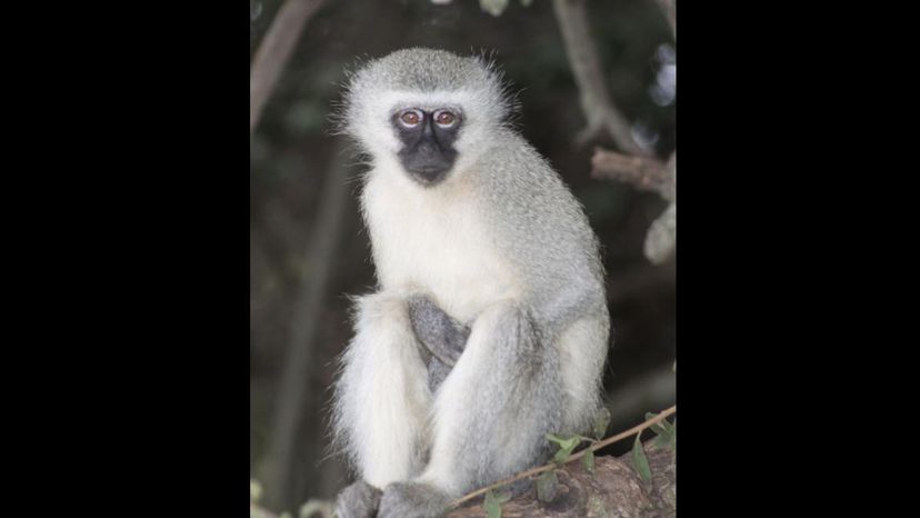 Vervet Monkey