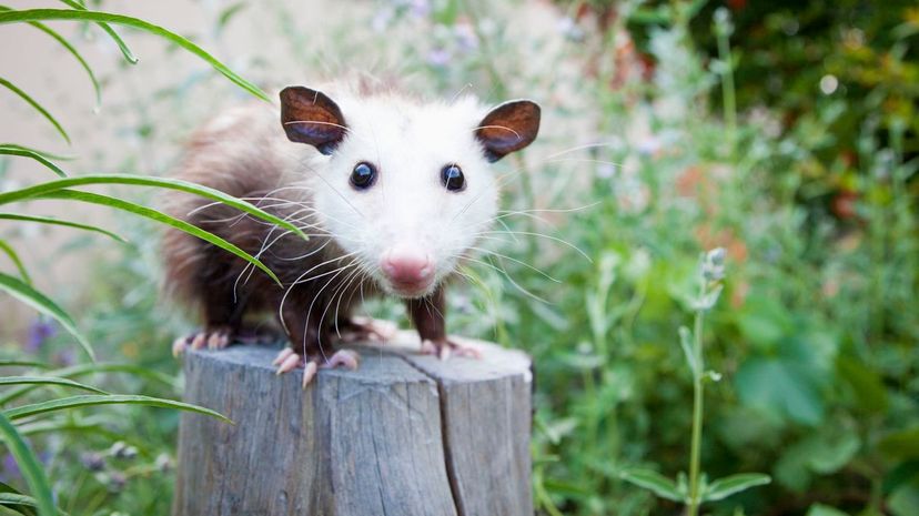 Pet possum on tree stump