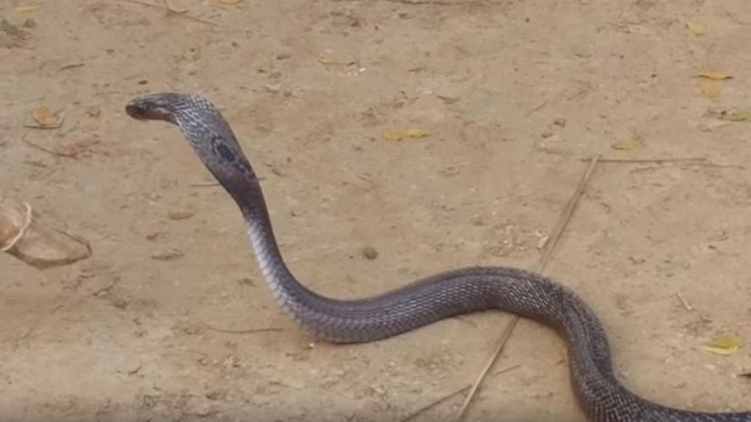 Black Desert Cobra