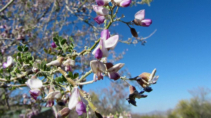 Desert Ironwood