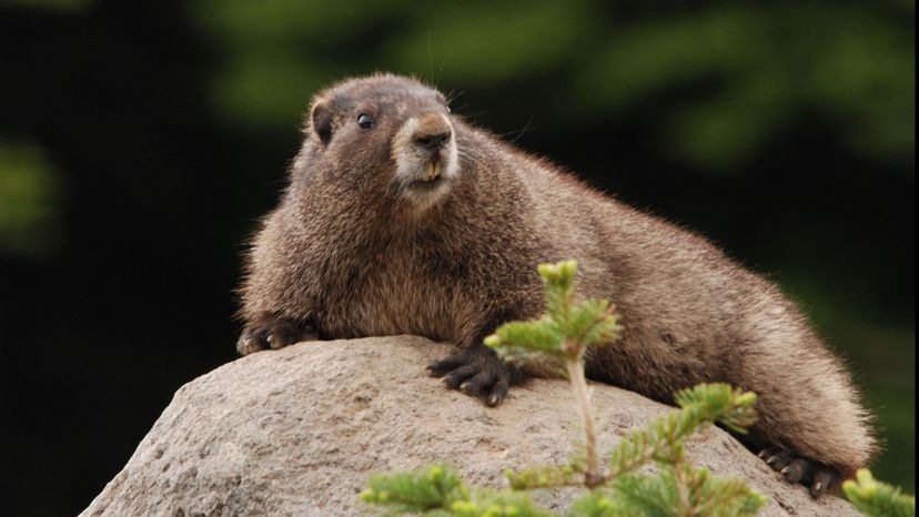 Marmot
