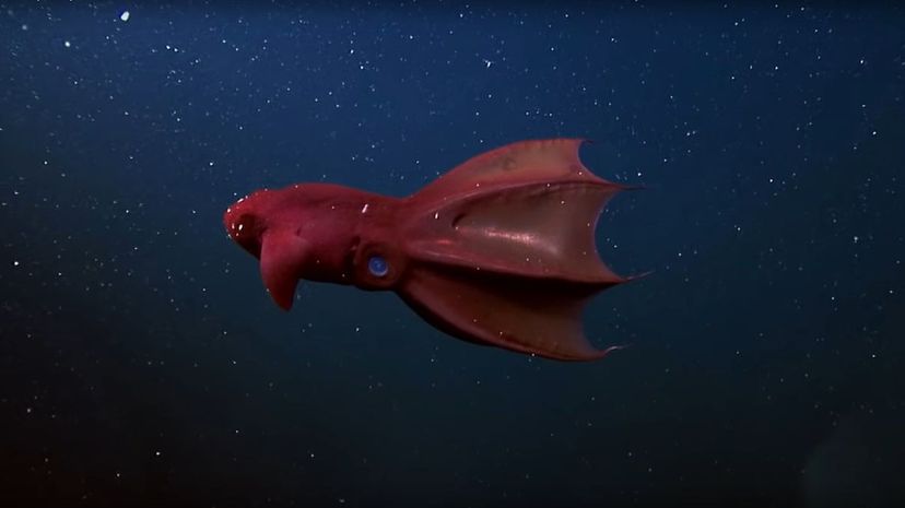 4 Vampire squid