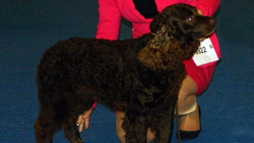 American Water Spaniel