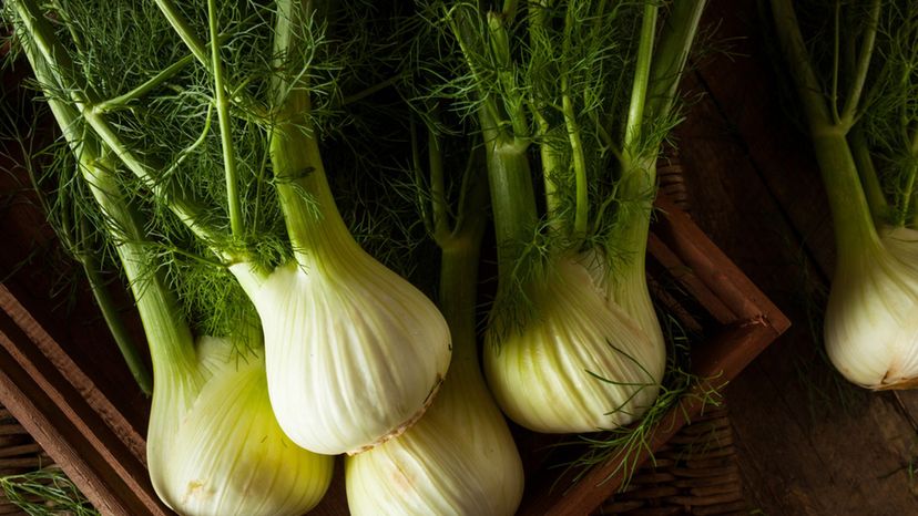 Fennel