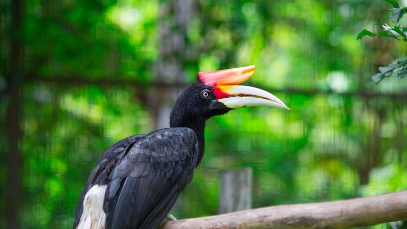 Rhinoceros hornbill