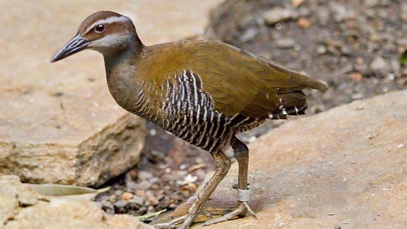 Guam Rail