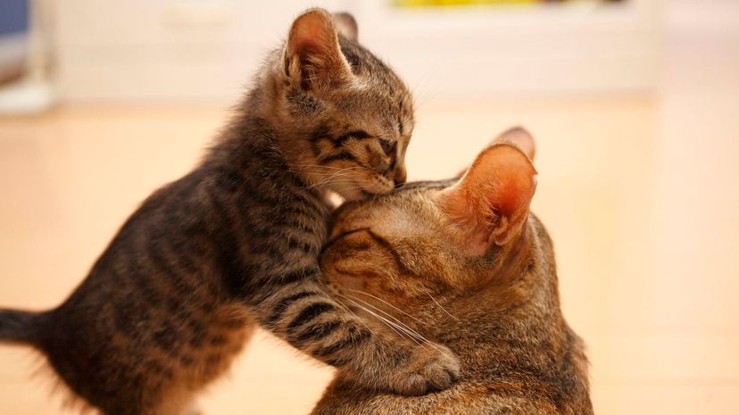 Kitten licking mom