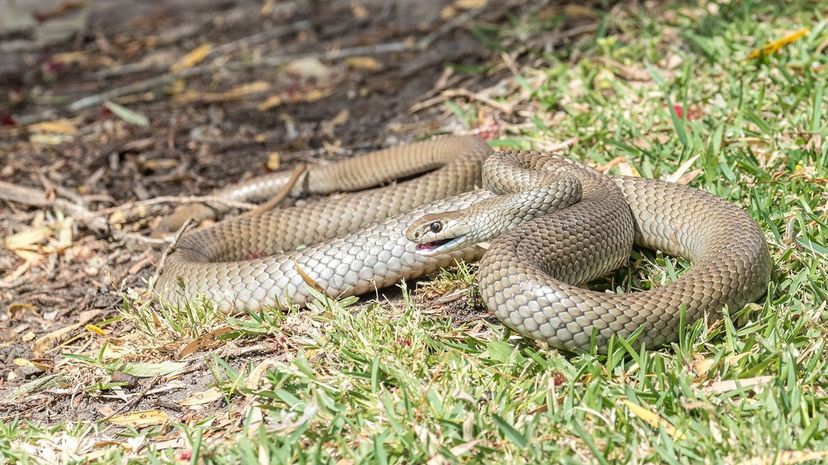 10 Eastern Brown Snake