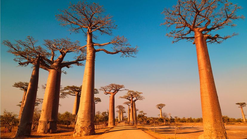 Baobab Tree