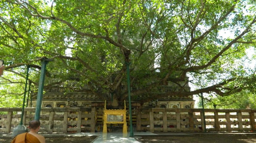 The Bodhi Tree