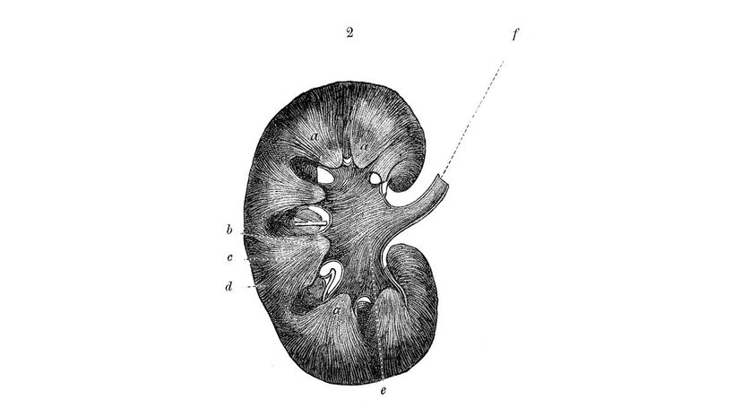 Kidney