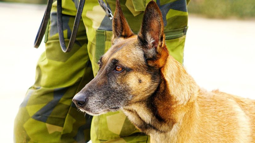 Which Military Dog Breed Is Right for You?